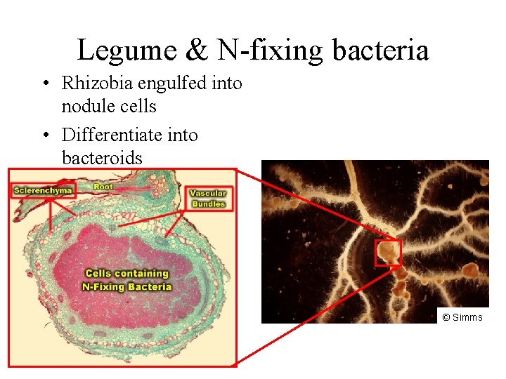 Legume & N-fixing bacteria • Rhizobia engulfed into nodule cells • Differentiate into bacteroids