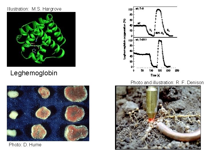 Illustration: M. S. Hargrove Leghemoglobin Photo and illustration: R. F. Denison Photo: D. Hume