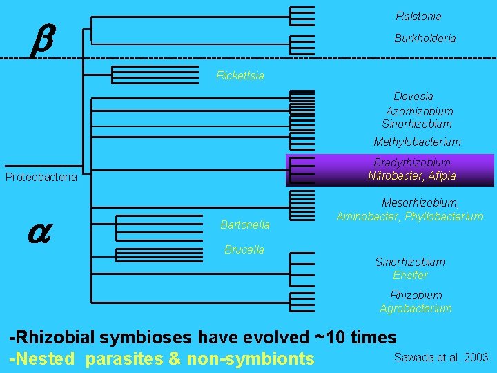 Ralstonia Burkholderia Rickettsia Devosia Azorhizobium Sinorhizobium Methylobacterium Bradyrhizobium Nitrobacter, Afipia Proteobacteria Bartonella Mesorhizobium, Aminobacter,