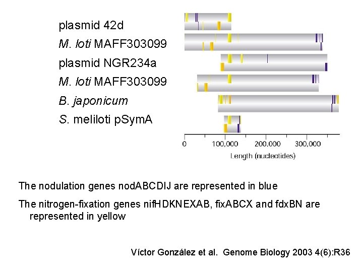 plasmid 42 d M. loti MAFF 303099 plasmid NGR 234 a M. loti MAFF