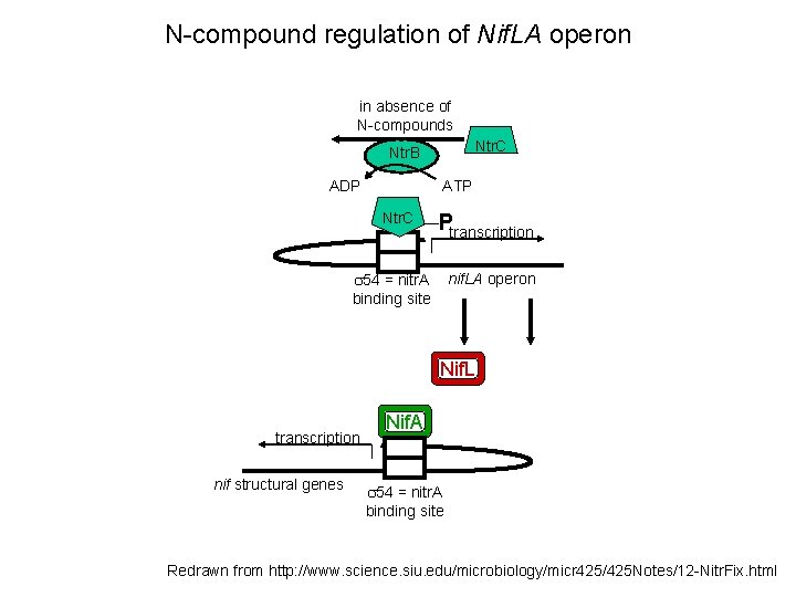 N-compound regulation of Nif. LA operon in absence of N-compounds Ntr. C Ntr. B