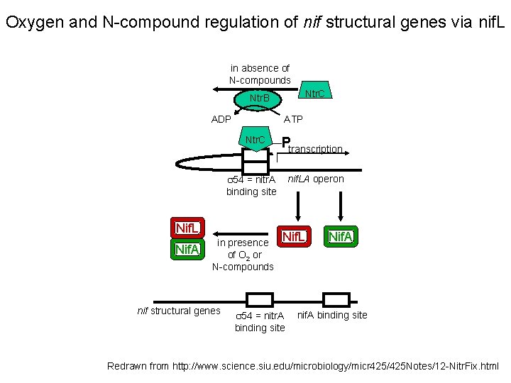 Oxygen and N-compound regulation of nif structural genes via nif. L in absence of