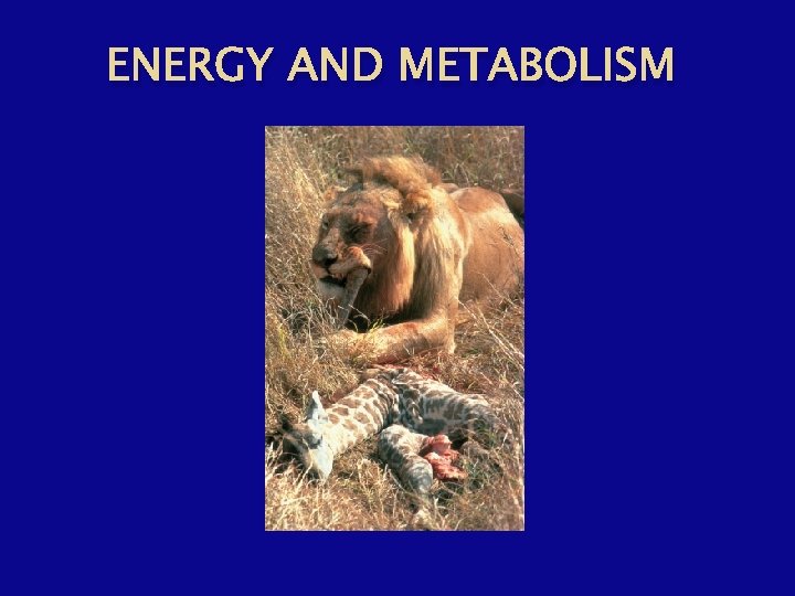 ENERGY AND METABOLISM 