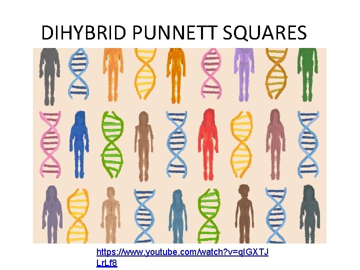 DIHYBRID PUNNETT SQUARES https: //www. youtube. com/watch? v=q. IGXTJ Lr. Lf 8 