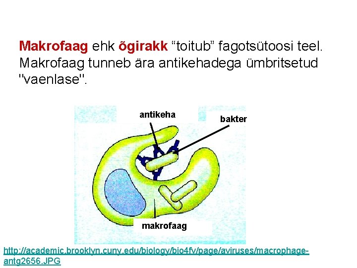 Makrofaag ehk õgirakk “toitub” fagotsütoosi teel. Makrofaag tunneb ära antikehadega ümbritsetud "vaenlase". antikeha bakter