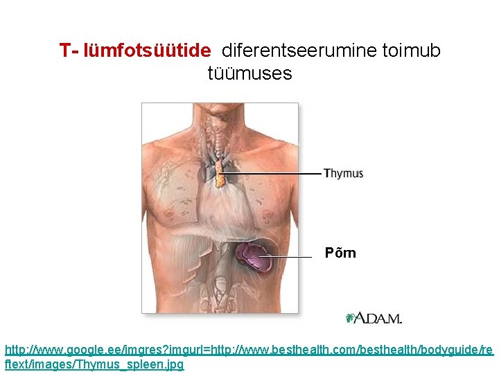 T- lümfotsüütide diferentseerumine toimub tüümuses Põrn http: //www. google. ee/imgres? imgurl=http: //www. besthealth. com/besthealth/bodyguide/re