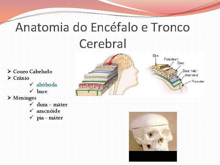Anatomia do Encéfalo e Tronco Cerebral Ø Couro Cabeludo Ø Crânio ü abóboda ü
