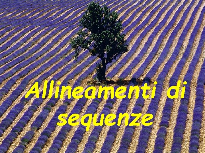 Allineamenti di sequenze 