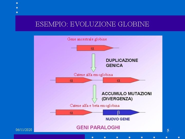 ESEMPIO: EVOLUZIONE GLOBINE Gene ancestrale globine Catene alfa emoglobina Catene alfa e beta emoglobina