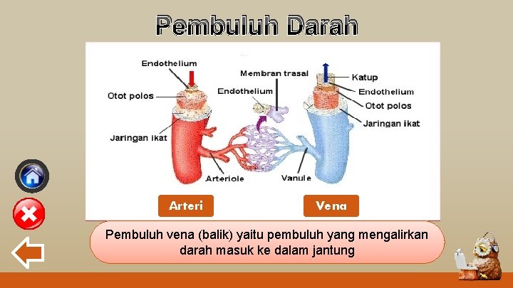 Pembuluh Darah Arteri Vena Pembuluh vena arteri (balik) (nadi) yaitu pembuluh yang mengalirkan darah