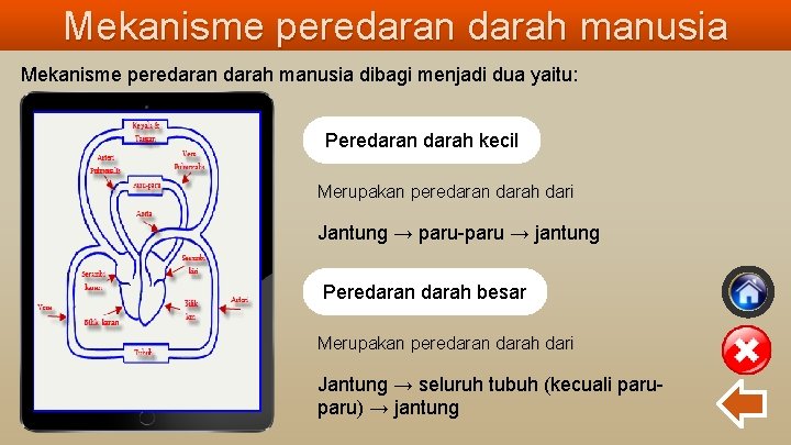 Mekanisme peredaran darah manusia dibagi menjadi dua yaitu: Peredaran darah kecil Merupakan peredaran darah