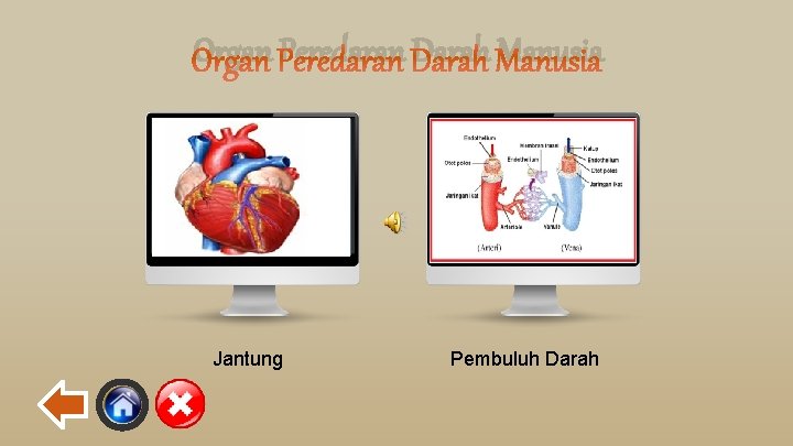 Organ Peredaran Darah Manusia Jantung Pembuluh Darah 