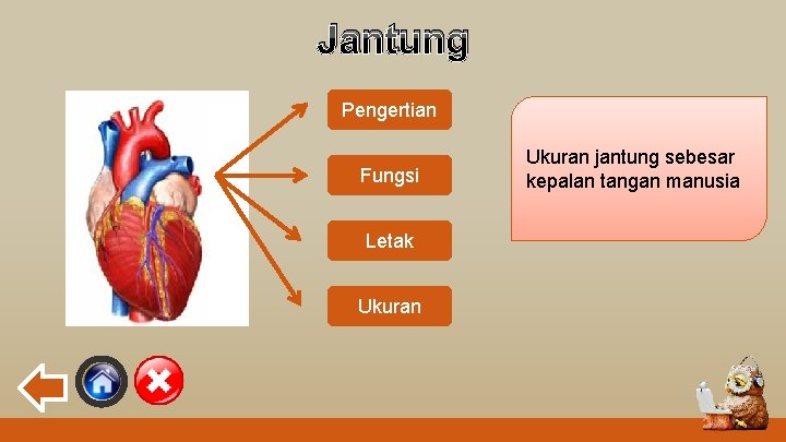 Jantung Pengertian Fungsi Letak Ukuran Letak dari Jantung merupakan jantung adalah Fungsi jantung yaitu