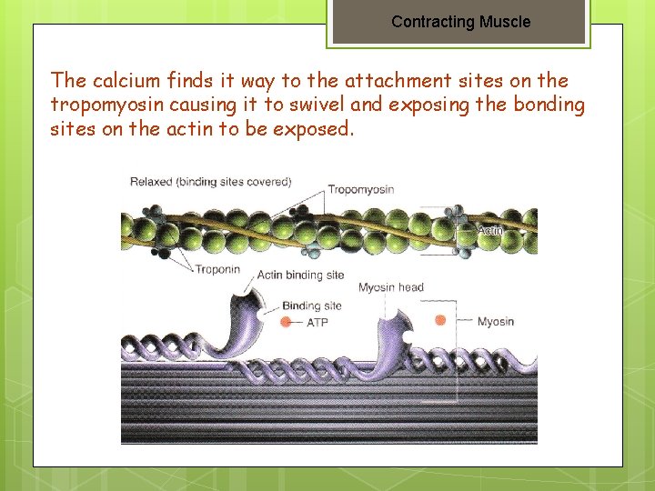 Contracting Muscle The calcium finds it way to the attachment sites on the tropomyosin