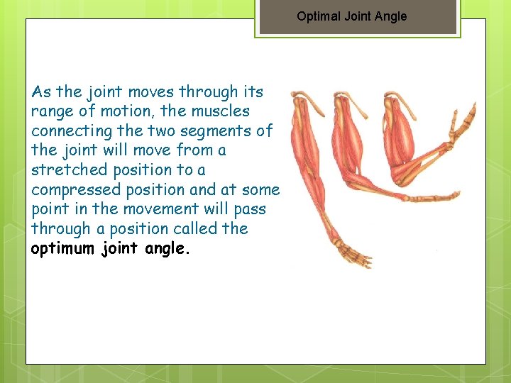 Optimal Joint Angle As the joint moves through its range of motion, the muscles