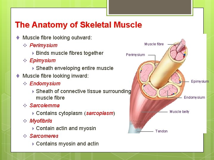 The Anatomy of Skeletal Muscle t Muscle fibre looking outward: v Perimysium 4 Binds