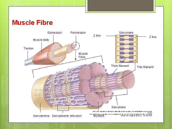 Muscle Fibre Epimysium Perimysium Z line Sarcomere Z line Muscle belly Tendon Muscle Fibre