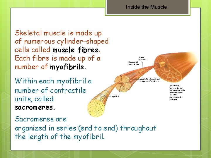 Inside the Muscle Skeletal muscle is made up of numerous cylinder-shaped cells called muscle