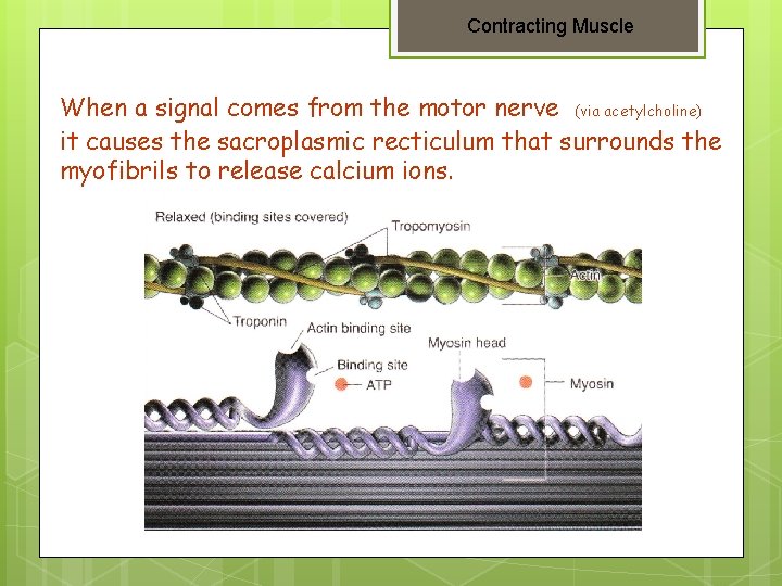 Contracting Muscle When a signal comes from the motor nerve (via acetylcholine) it causes