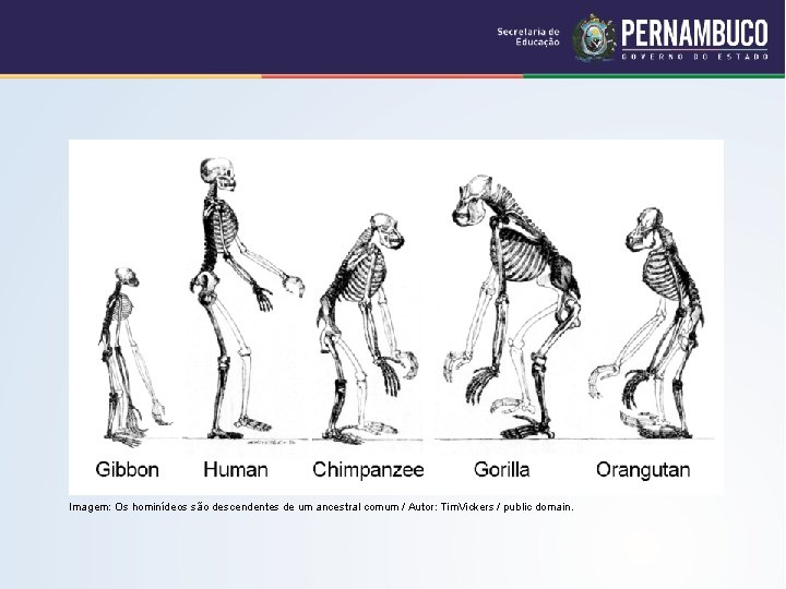 Imagem: Os hominídeos são descendentes de um ancestral comum / Autor: Tim. Vickers /