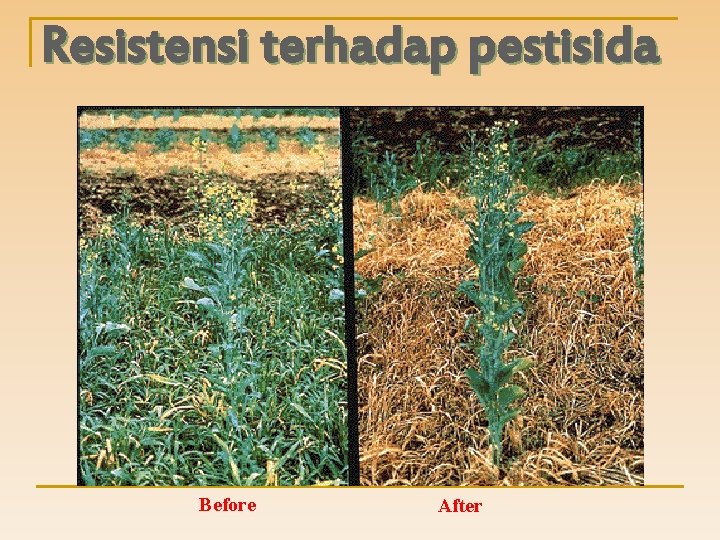Resistensi terhadap pestisida Before After 