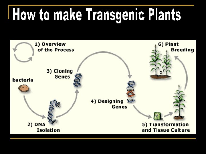 An Overview of the Crop Genetic Engineering cycle 