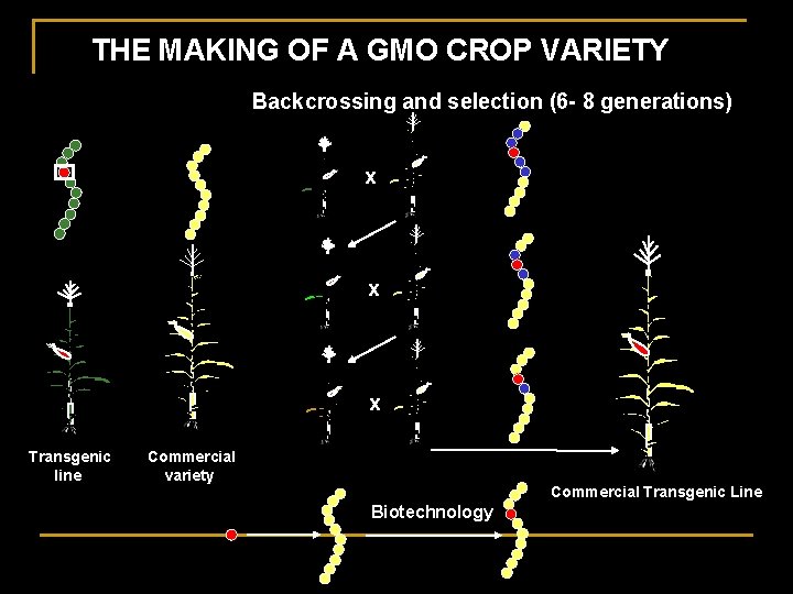 THE MAKING OF A GMO CROP VARIETY Backcrossing and selection (6 - 8 generations)