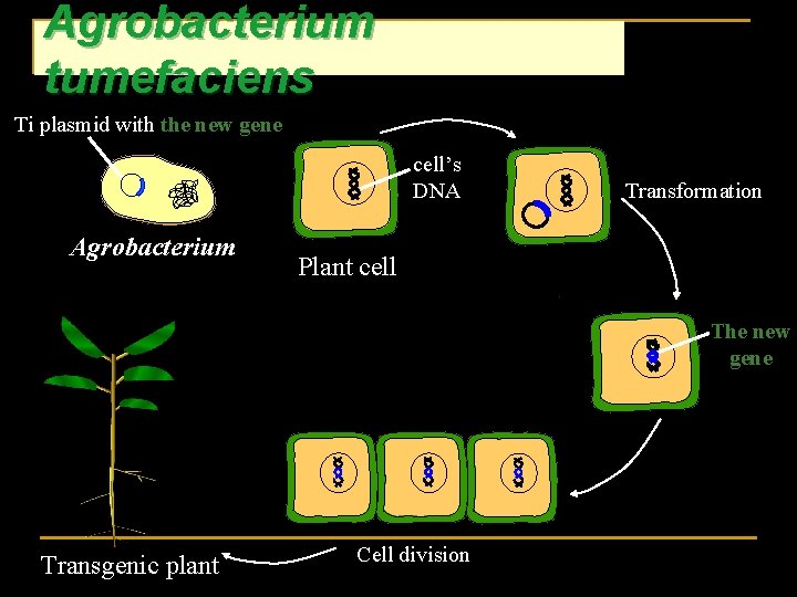 Agrobacterium tumefaciens Ti plasmid with the new gene cell’s DNA + Agrobacterium Transformation Plant