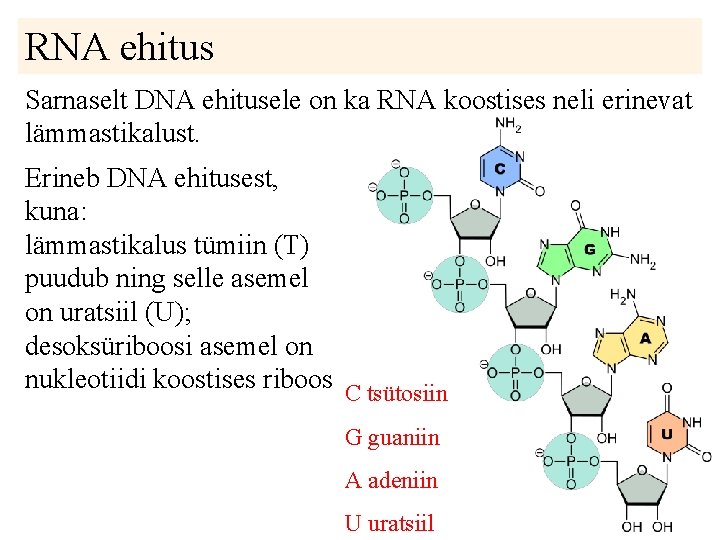 RNA ehitus Sarnaselt DNA ehitusele on ka RNA koostises neli erinevat lämmastikalust. r Erineb RNA ehitus Sarnaselt DNA ehitusele on ka RNA koostises neli erinevat lämmastikalust. r Erineb