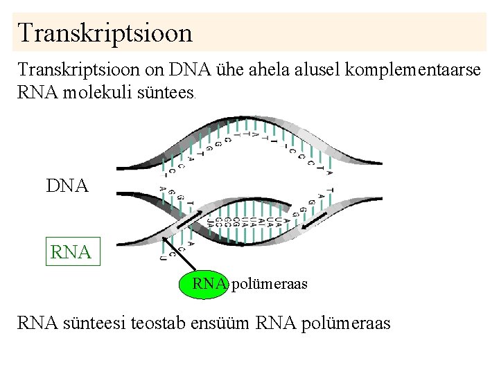 Transkriptsioon on DNA ühe ahela alusel komplementaarse RNA molekuli süntees. DNA RNA polümeraas RNA Transkriptsioon on DNA ühe ahela alusel komplementaarse RNA molekuli süntees. DNA RNA polümeraas RNA