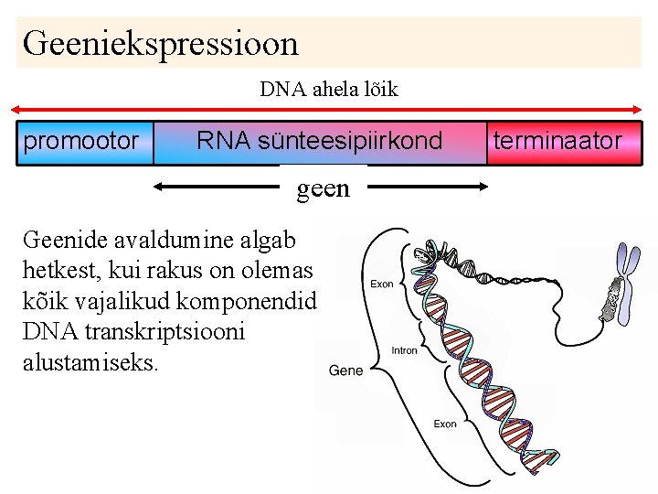 Geeniekspressioon DNA ahela lõik promootor RNA sünteesipiirkond geen Geenide avaldumine algab hetkest, kui rakus Geeniekspressioon DNA ahela lõik promootor RNA sünteesipiirkond geen Geenide avaldumine algab hetkest, kui rakus