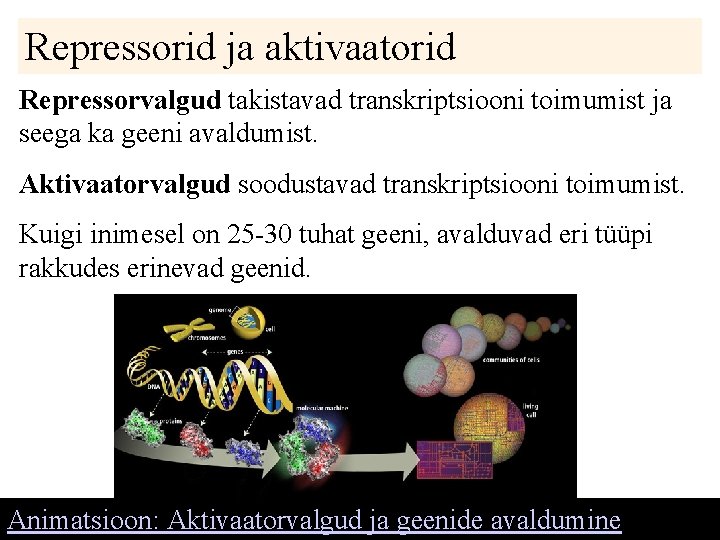 Repressorid ja aktivaatorid Repressorvalgud takistavad transkriptsiooni toimumist ja seega ka geeni avaldumist. Aktivaatorvalgud soodustavad Repressorid ja aktivaatorid Repressorvalgud takistavad transkriptsiooni toimumist ja seega ka geeni avaldumist. Aktivaatorvalgud soodustavad