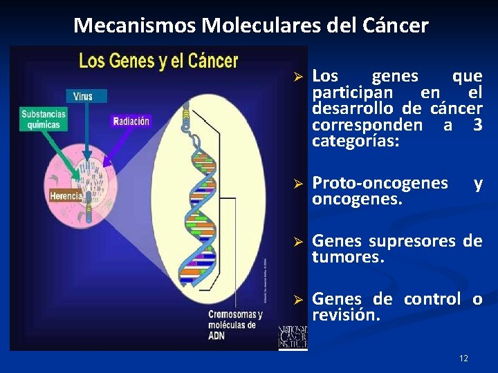 Mecanismos Moleculares del Cáncer Ø Los genes que participan en el desarrollo de cáncer Mecanismos Moleculares del Cáncer Ø Los genes que participan en el desarrollo de cáncer