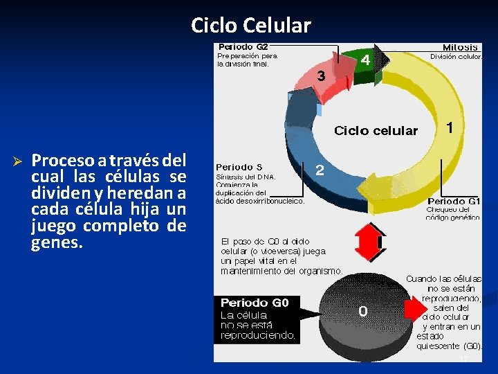 Ciclo Celular Ø Proceso a través del cual las células se dividen y heredan