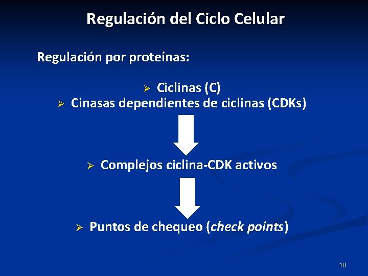 Regulación del Ciclo Celular Regulación por proteínas: Ciclinas (C) Cinasas dependientes de ciclinas (CDKs)