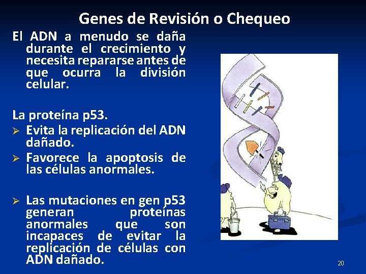 Genes de Revisión o Chequeo El ADN a menudo se daña durante el crecimiento Genes de Revisión o Chequeo El ADN a menudo se daña durante el crecimiento