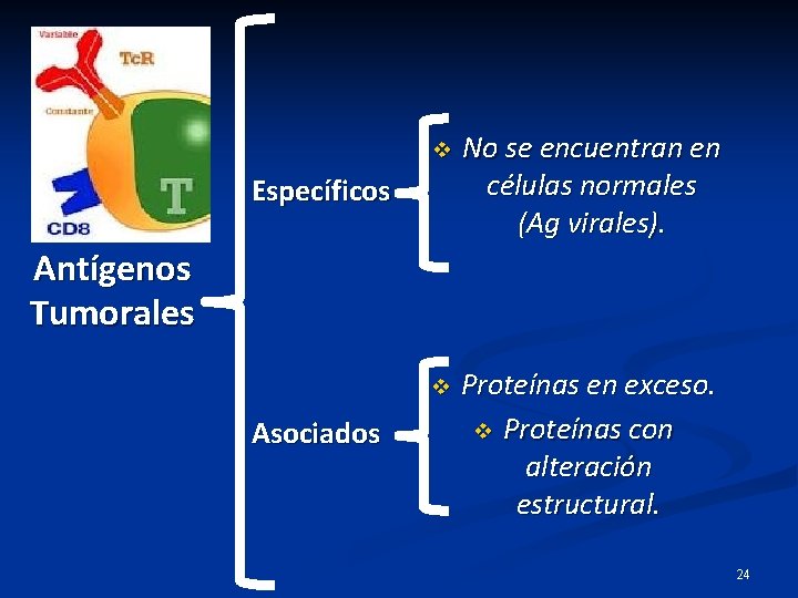 v No se encuentran en células normales (Ag virales). v Proteínas en exceso. v