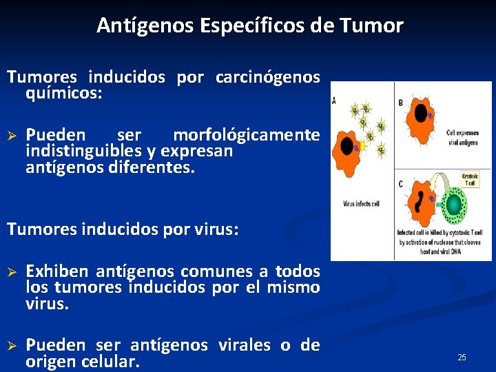 Antígenos Específicos de Tumores inducidos por carcinógenos químicos: Ø Pueden ser morfológicamente indistinguibles y Antígenos Específicos de Tumores inducidos por carcinógenos químicos: Ø Pueden ser morfológicamente indistinguibles y