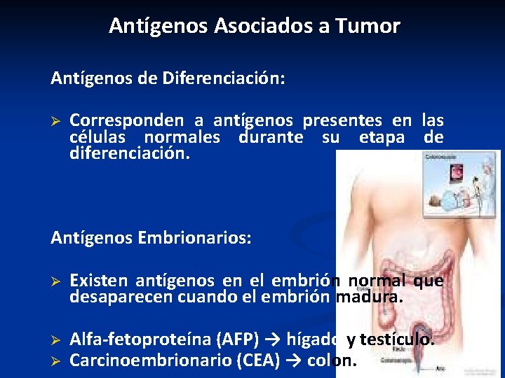 Antígenos Asociados a Tumor Antígenos de Diferenciación: Ø Corresponden a antígenos presentes en las