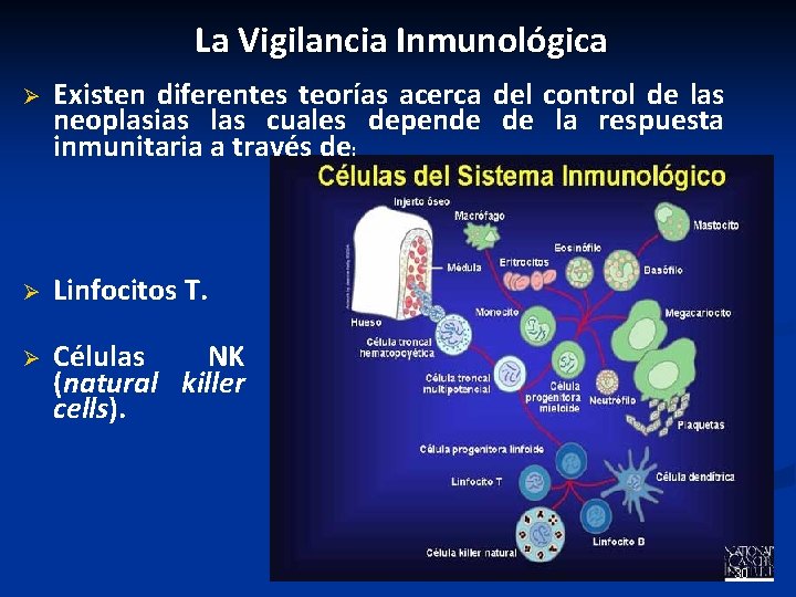 La Vigilancia Inmunológica Ø Existen diferentes teorías acerca del control de las neoplasias las