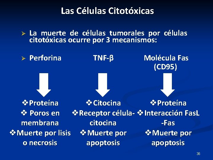 Las Células Citotóxicas Ø La muerte de células tumorales por células citotóxicas ocurre por