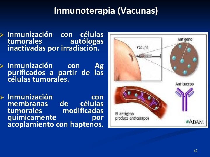 Inmunoterapia (Vacunas) Ø Inmunización con células tumorales autólogas inactivadas por irradiación. Ø Inmunización con