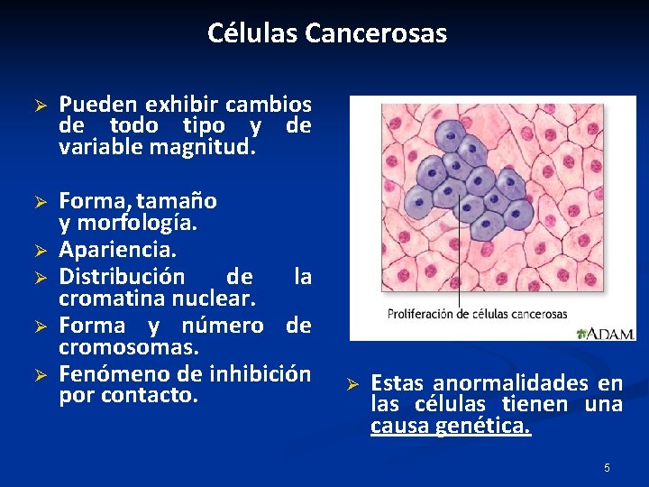 Células Cancerosas Ø Pueden exhibir cambios de todo tipo y de variable magnitud. Ø Células Cancerosas Ø Pueden exhibir cambios de todo tipo y de variable magnitud. Ø