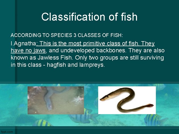 Classification of fish ACCORDING TO SPECIES 3 CLASSES OF FISH: I. Agnatha: This is