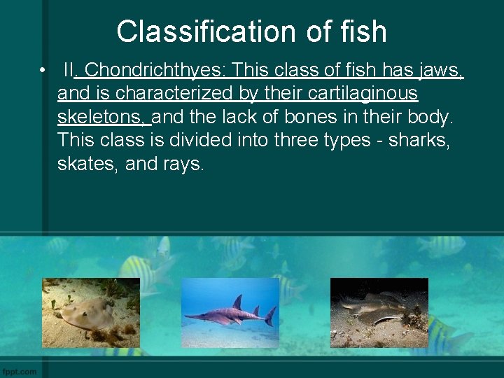 Classification of fish • II. Chondrichthyes: This class of fish has jaws, and is