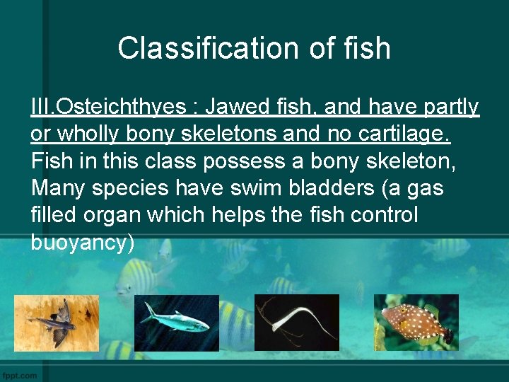 Classification of fish III. Osteichthyes : Jawed fish, and have partly or wholly bony