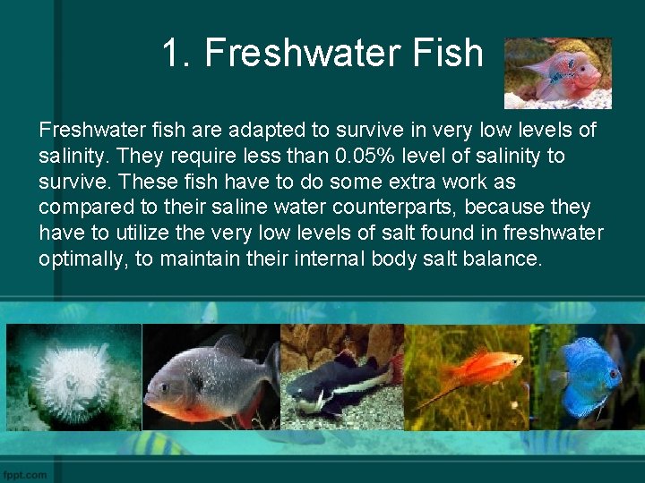 1. Freshwater Fish Freshwater fish are adapted to survive in very low levels of