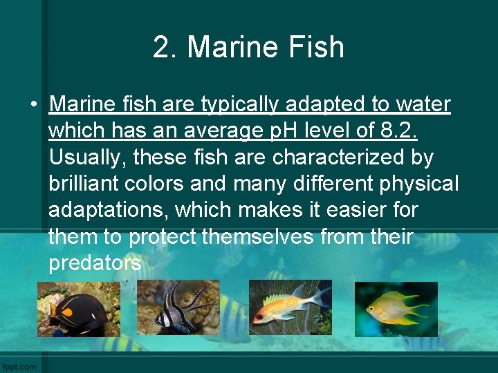2. Marine Fish • Marine fish are typically adapted to water which has an