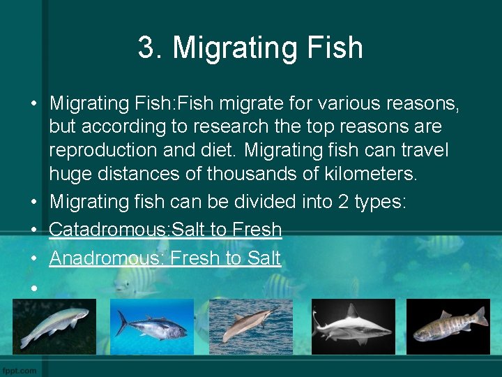 3. Migrating Fish • Migrating Fish: Fish migrate for various reasons, but according to
