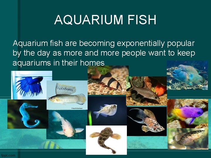 AQUARIUM FISH Aquarium fish are becoming exponentially popular by the day as more and